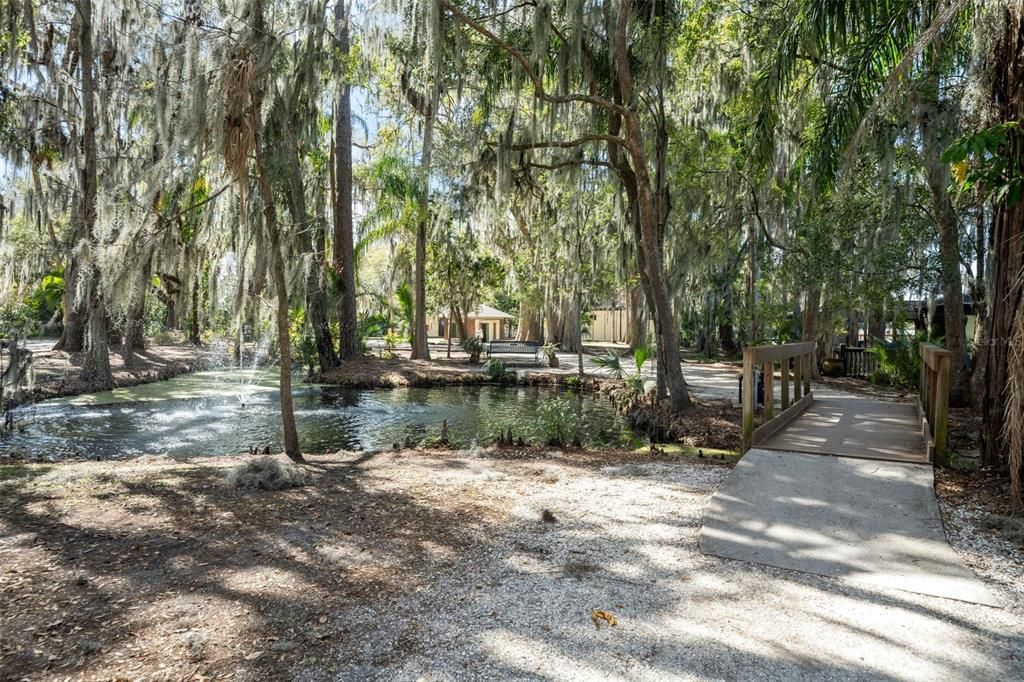 Old Florida Charm with Cypress Trees