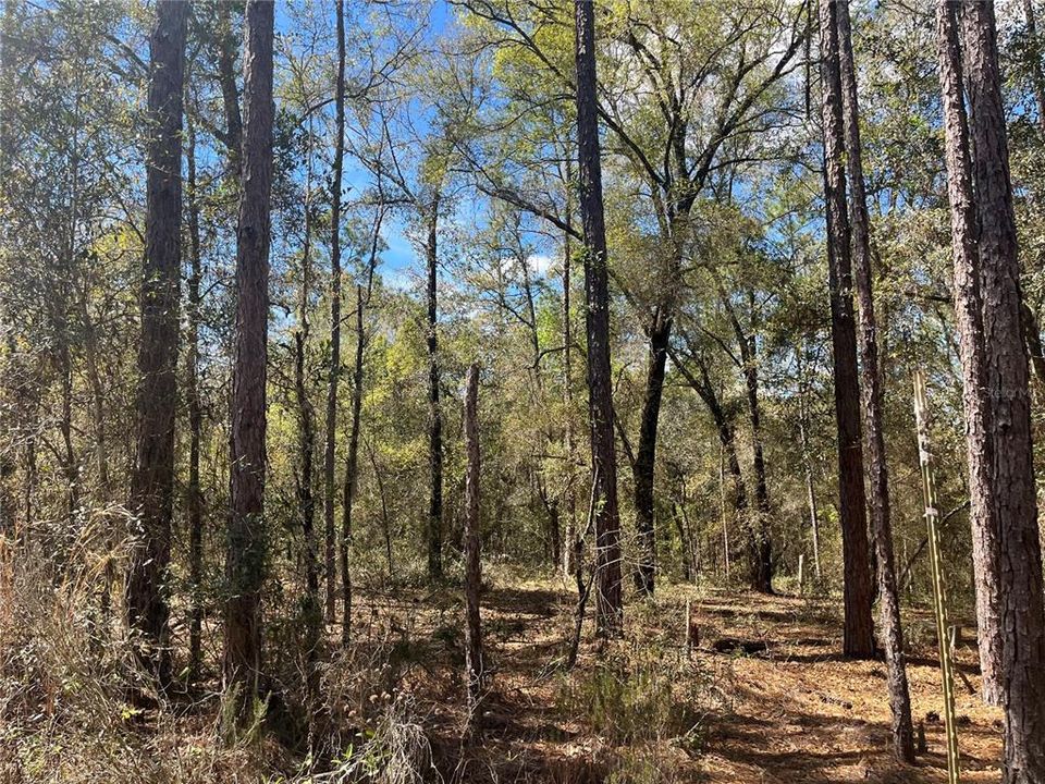 Active With Contract: $12,500 (0.46 acres)
