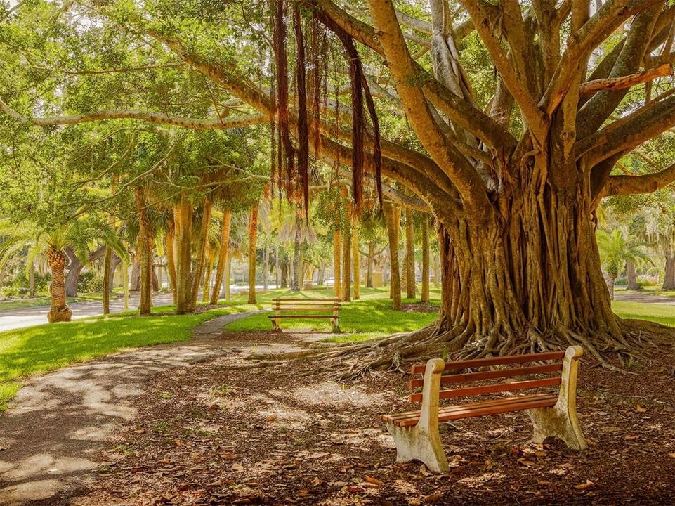 This  spectacular Banyan tree is located in the Venice Historic area. Come relax.