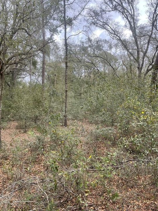 Recently Sold: $12,500 (1.23 acres)