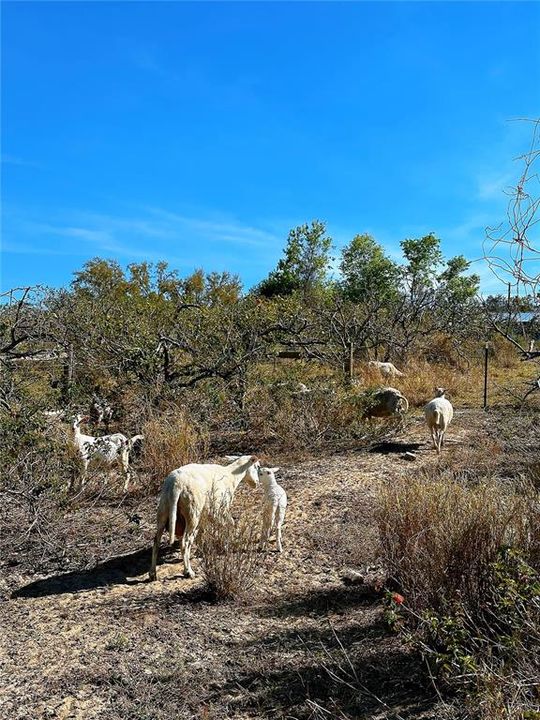 На продажу: $998,000 (25.30 acres)