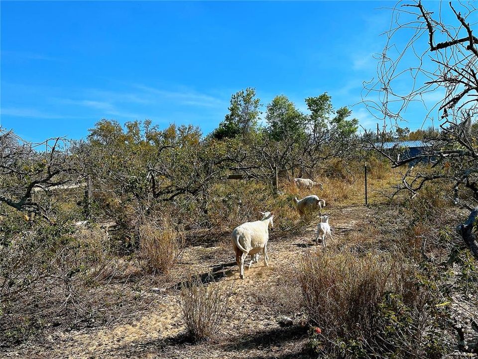 En Venta: $998,000 (25.30 acres)