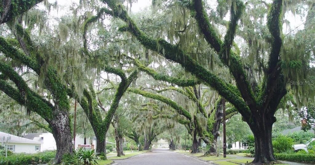 Famous oak trees