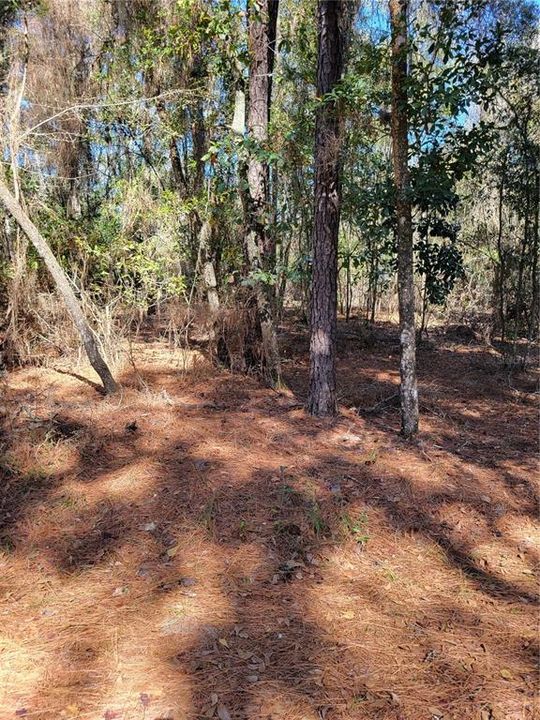 Recently Sold: $44,900 (1.01 acres)