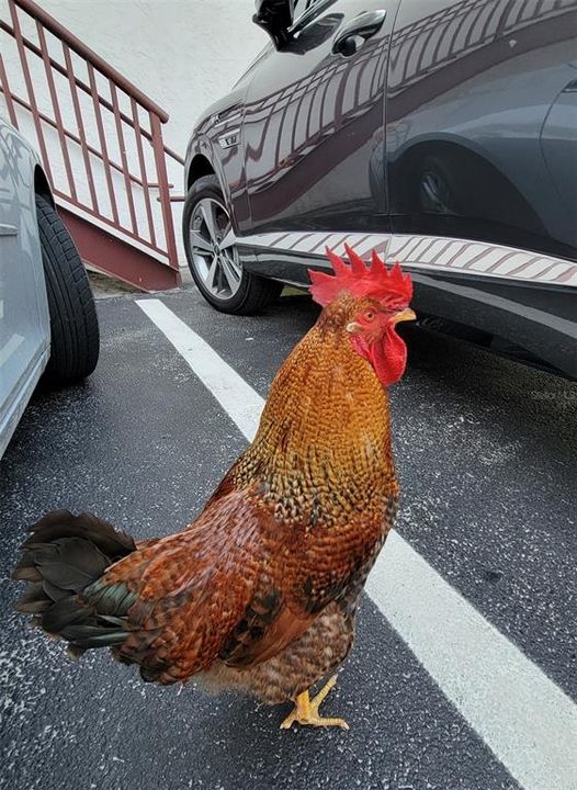 One of Flagler Avenue's chicken