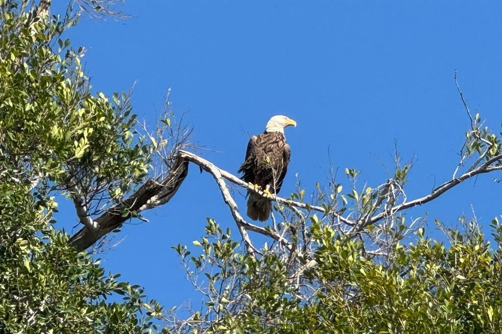 Eagle in Banyan Tree