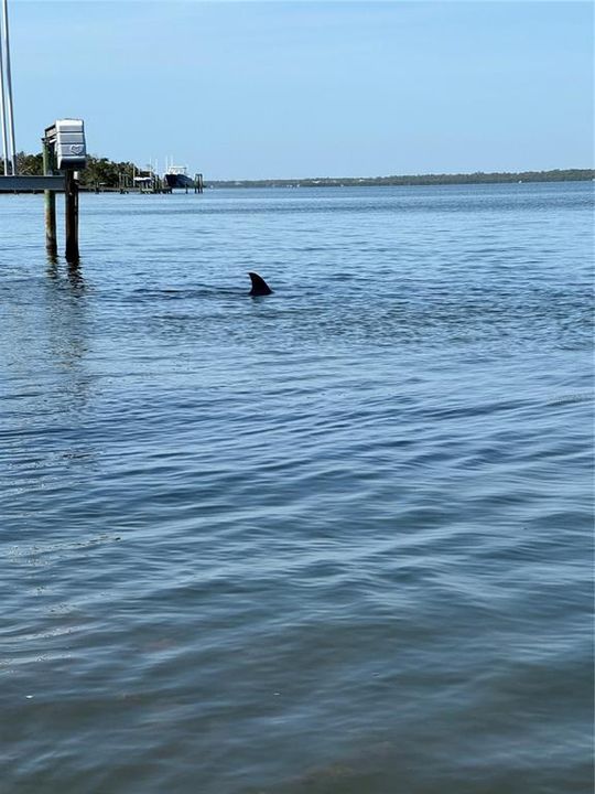 Dolphin off the dock