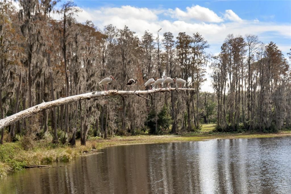 На продажу: $2,700,000 (19.11 acres)