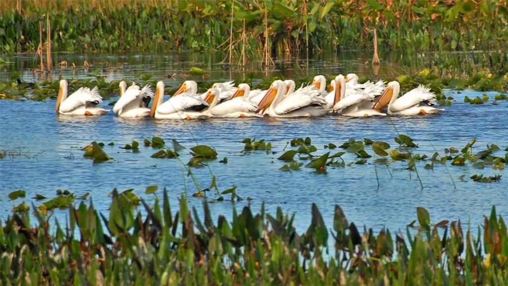 White Pelicans visit Annually