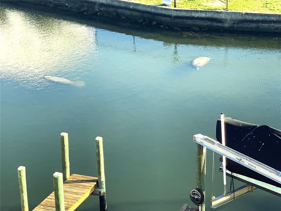 Manatees in canal.