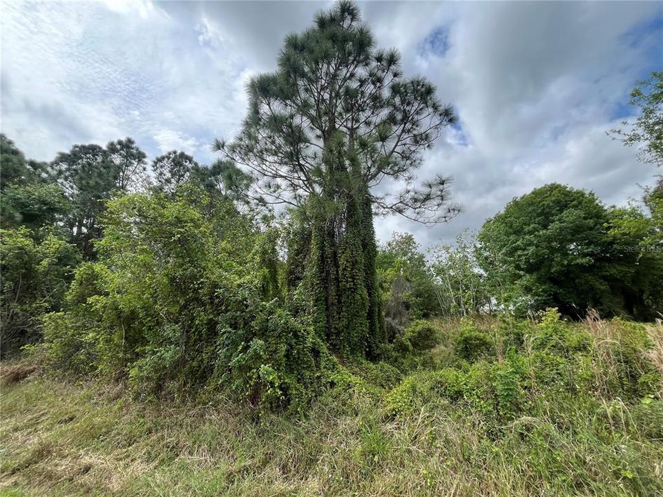 Active With Contract: $34,900 (0.36 acres)