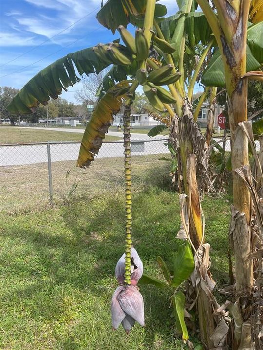 Banana tree in front yard