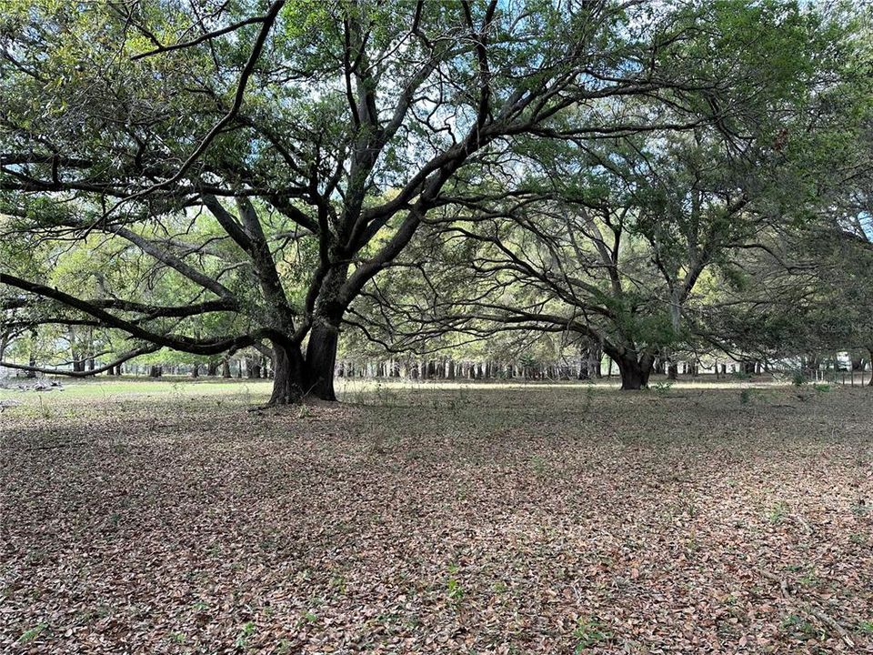 MATURE LIVE OAKS, OPEN AREA WOULD BE IDEAL FOR NEW HOME LOCATION