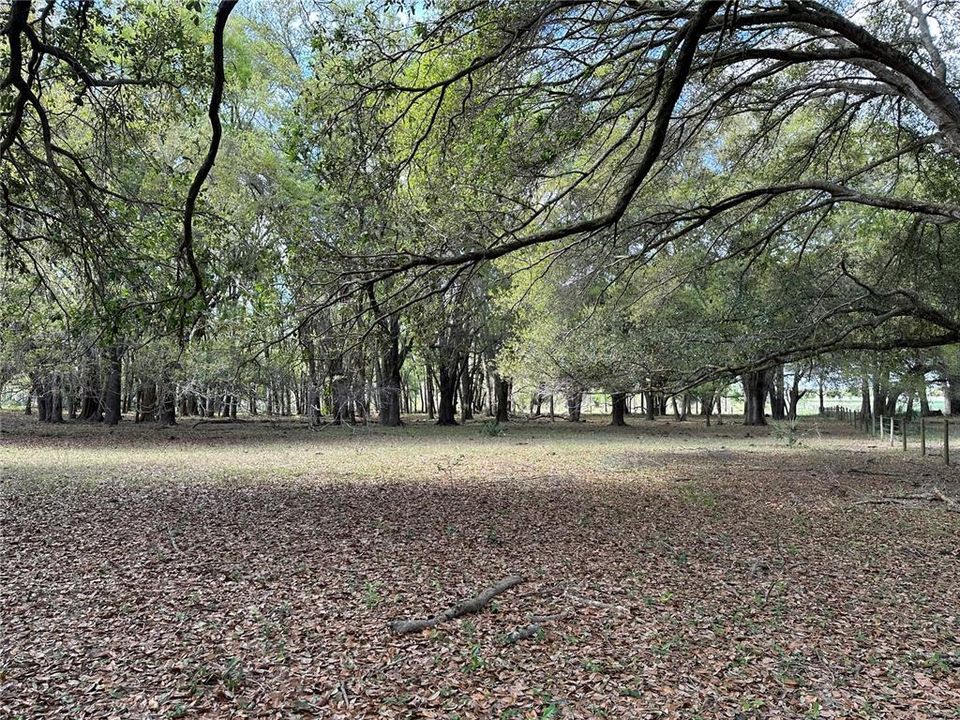 TOWARDS REAR OF PROPERTY HEAVILY WOODED