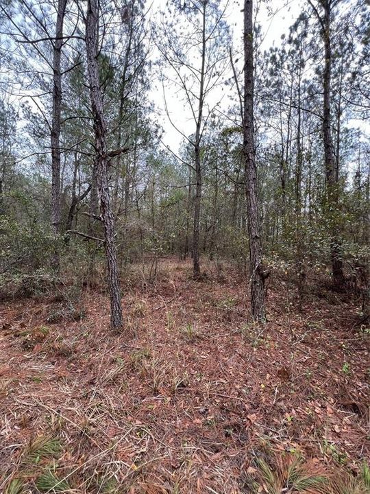 Active With Contract: $84,900 (11.04 acres)
