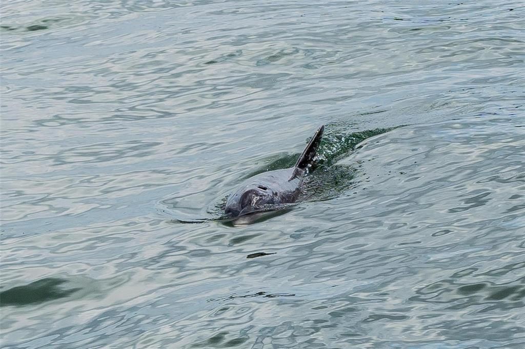 Dolphin Sightings common