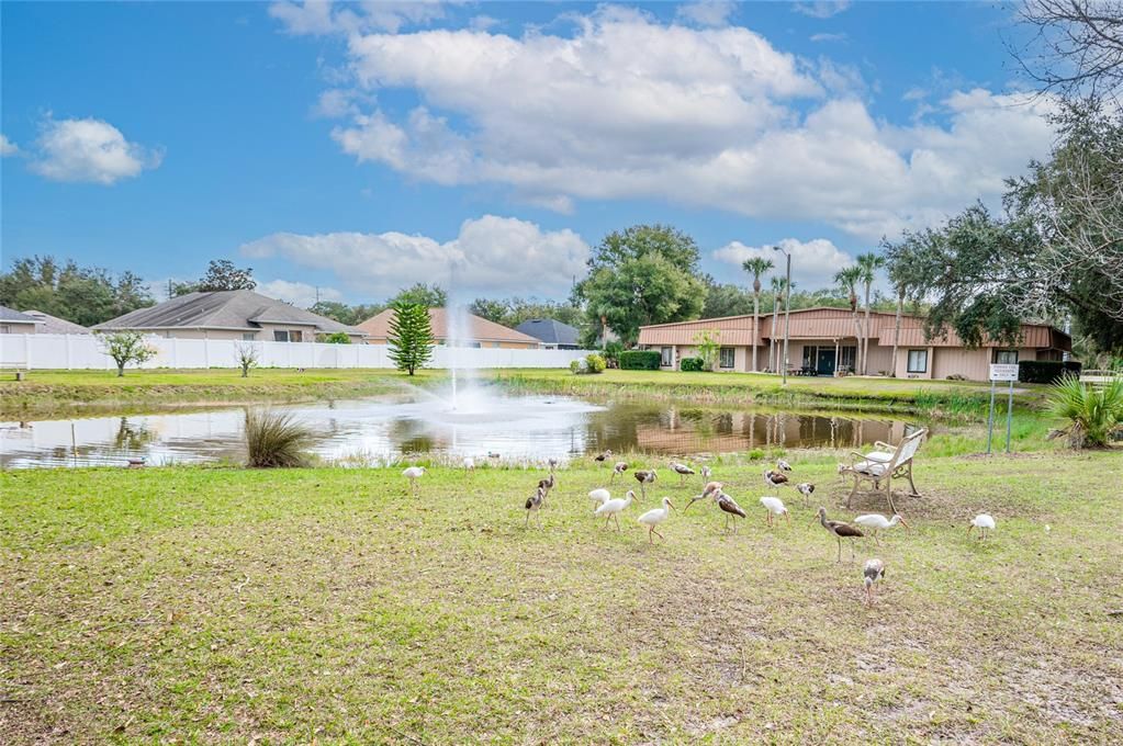 Community park and fishing pond with clubhouse to the right