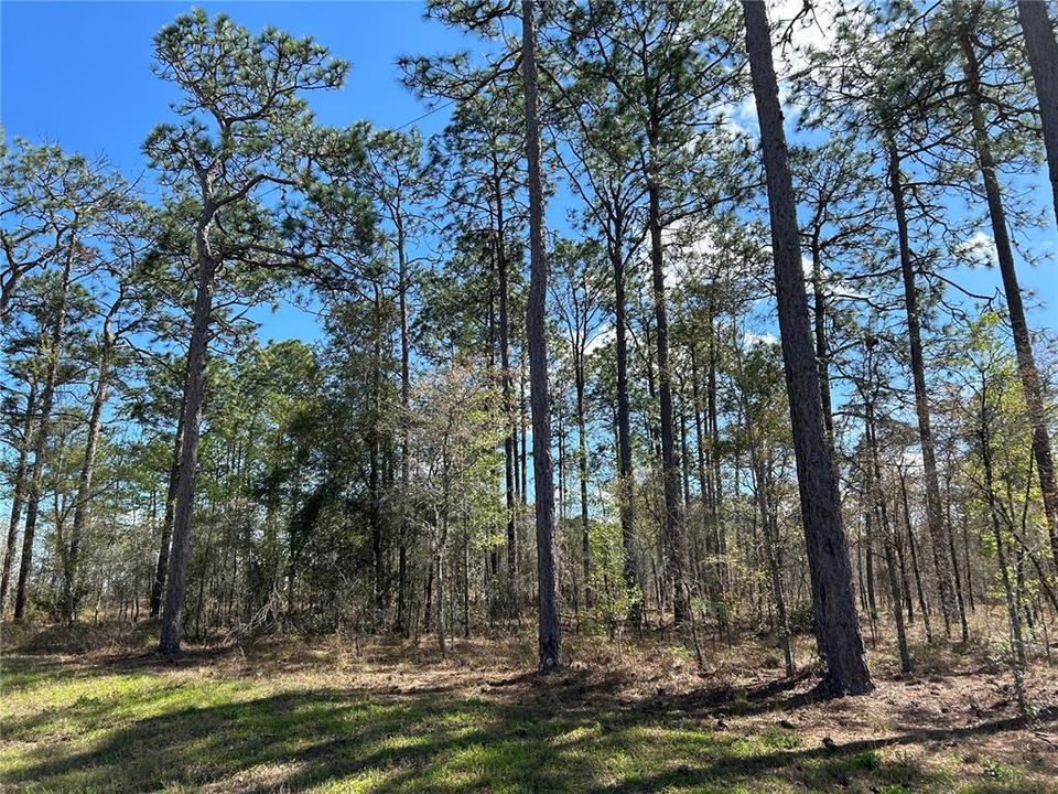 最近售出: $85,000 (5.00 acres)