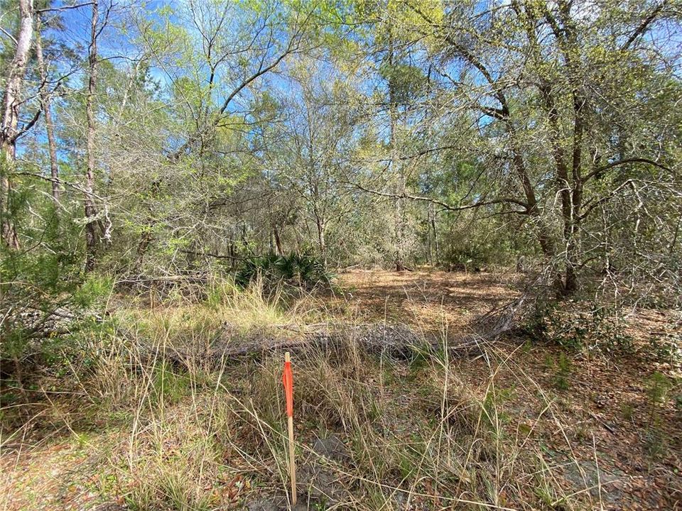 Property line marked with orange tape on stakes