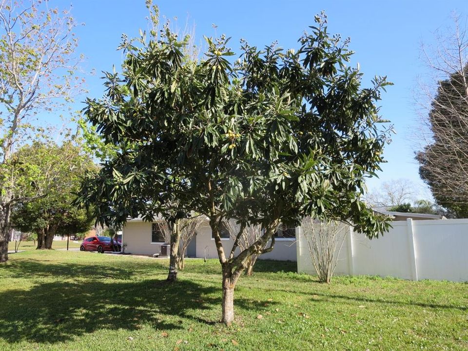 Side Yard with Fruit Tree