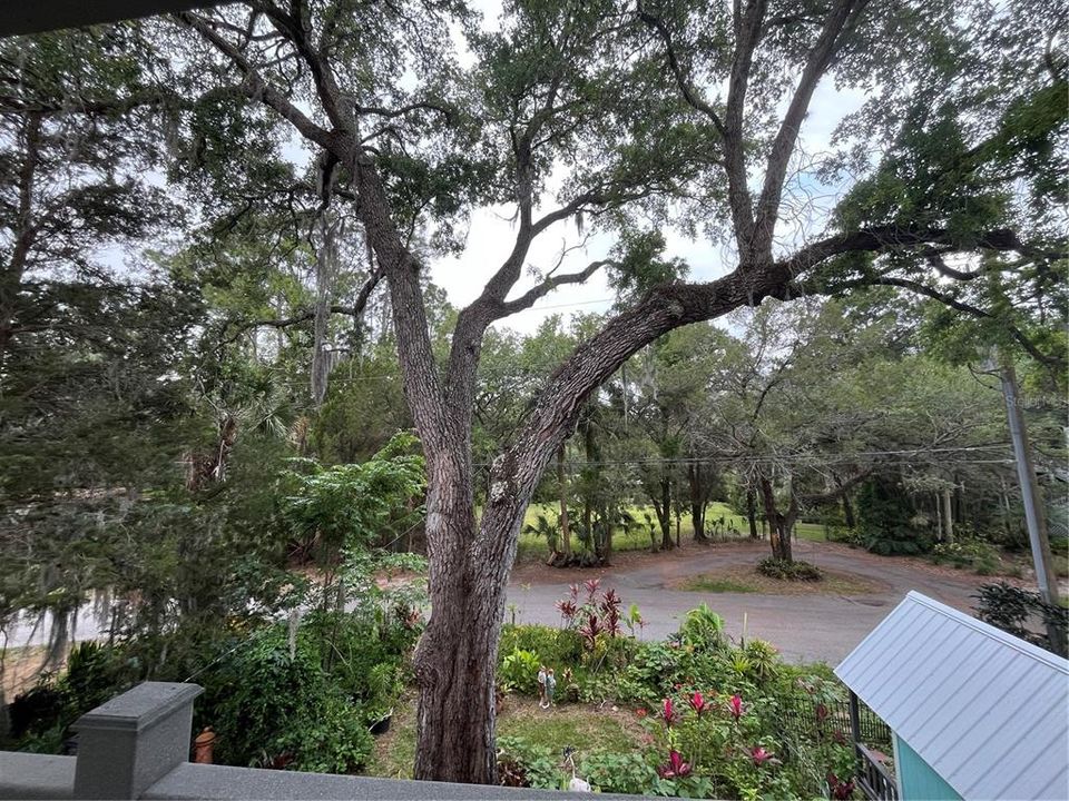 Natural Springs that lead out to the Gulf