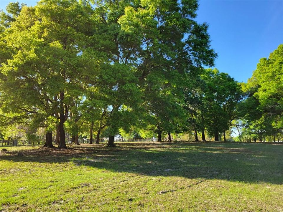 10 ACRE Tract. Beautiful Trees !!