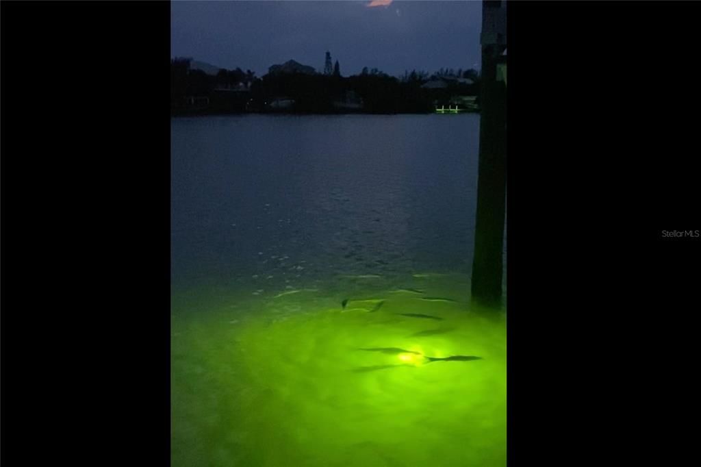 Fish Light off the Dock Watching the Snook.