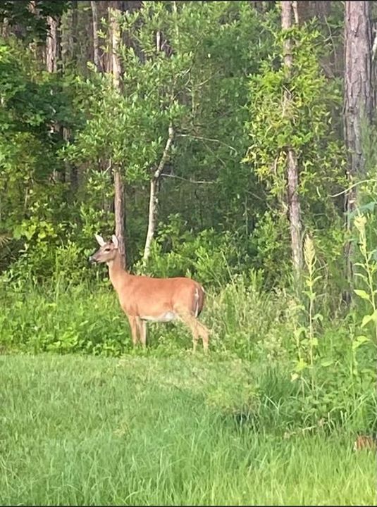 Wildlife spotting in your own backyard!