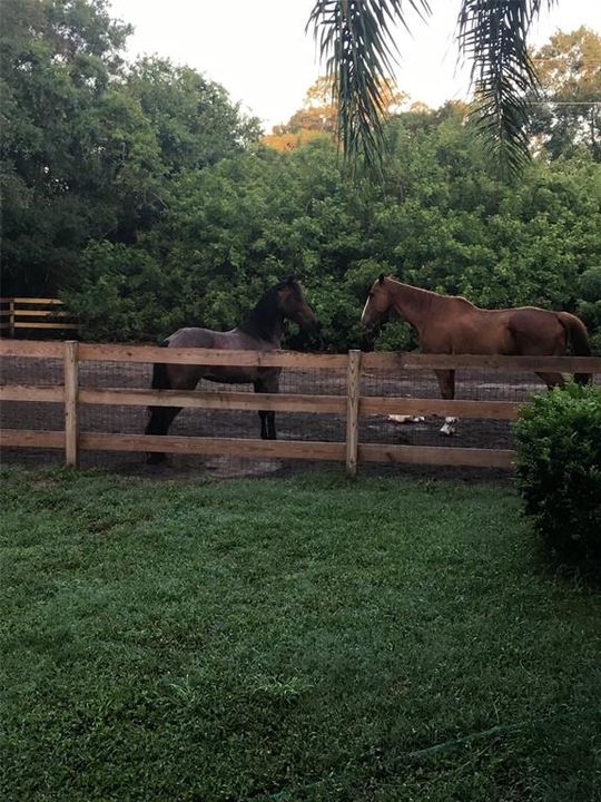 Former residents 2 horses are permitted