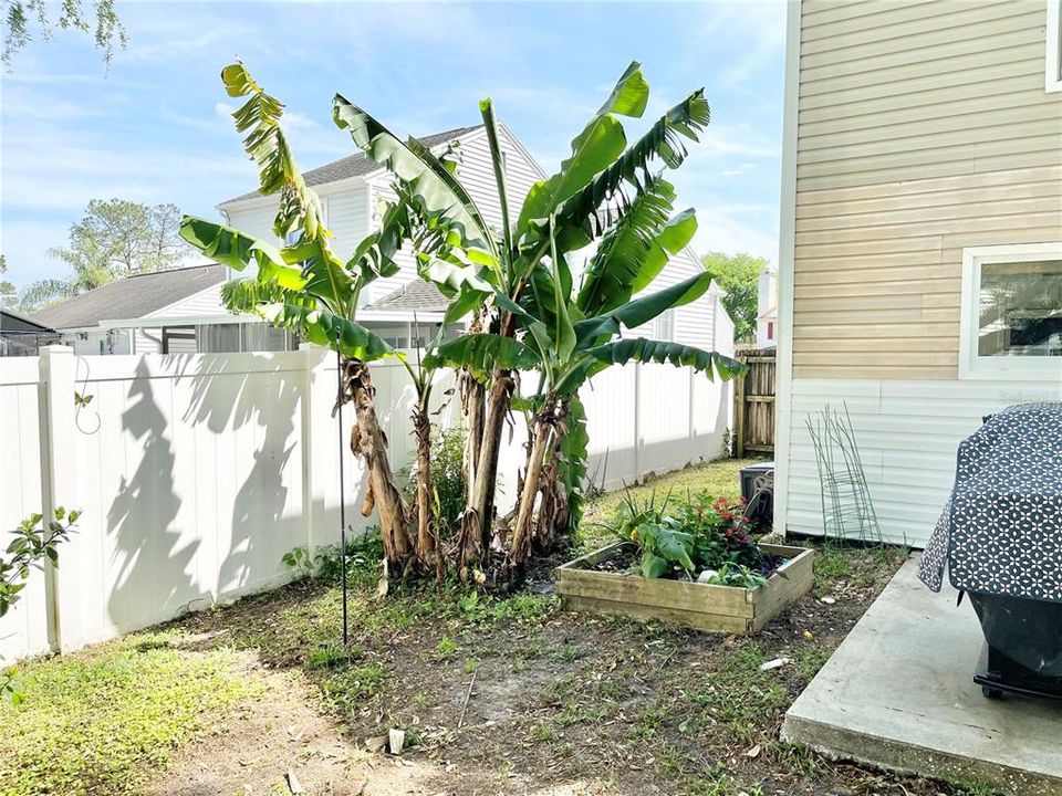 Backyard, Banana tree