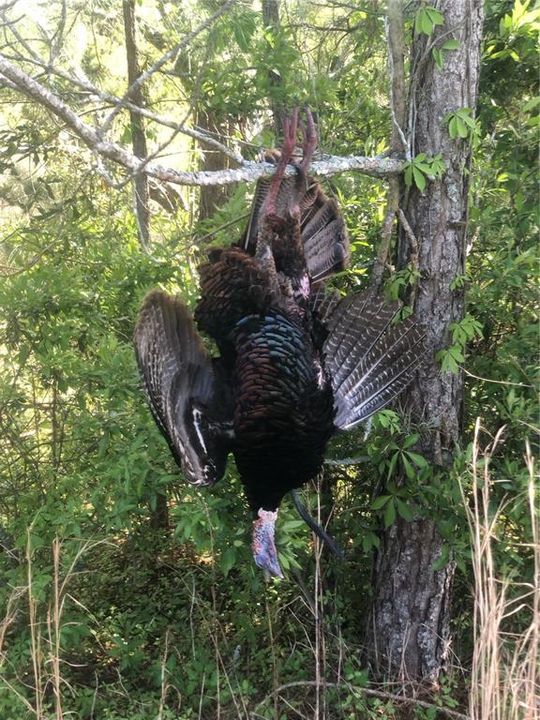 Spring Gobbler 2024