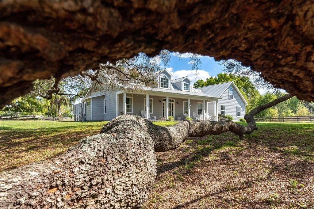 Grand oak tree