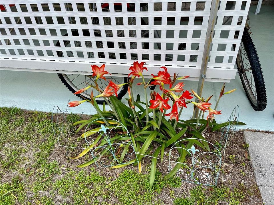 Amaryllis just popped up for the Spring!