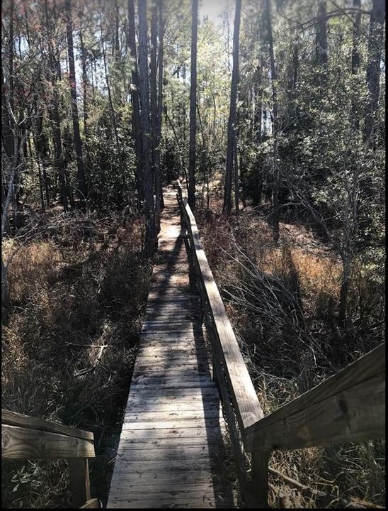 Dock on hiking trail to Lake Lochloosa