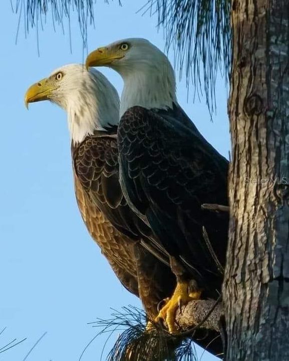 Bald eagles in Cross Creek