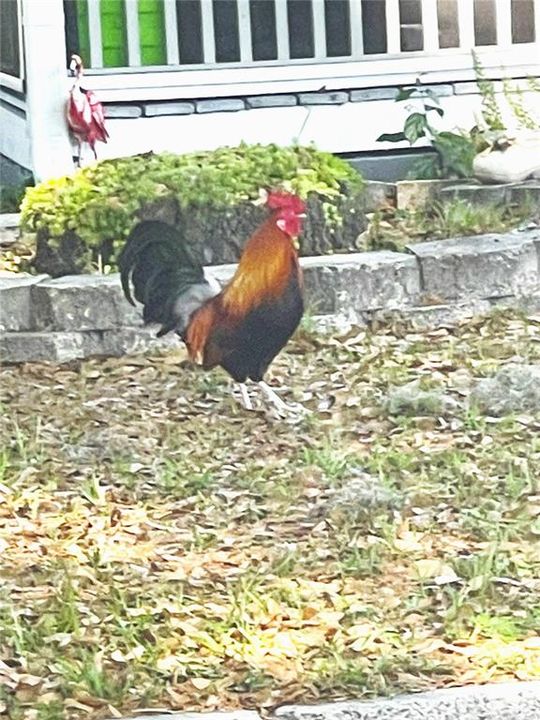 Resident roosters