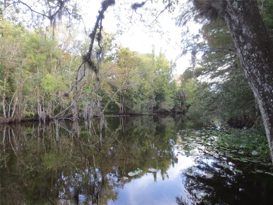 OCALA NATIONAL FOREST ACTIVITY