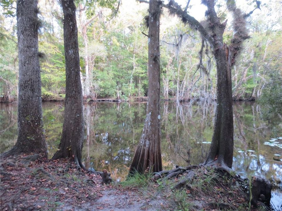 OCALA NATIONAL FOREST ACTIVITY