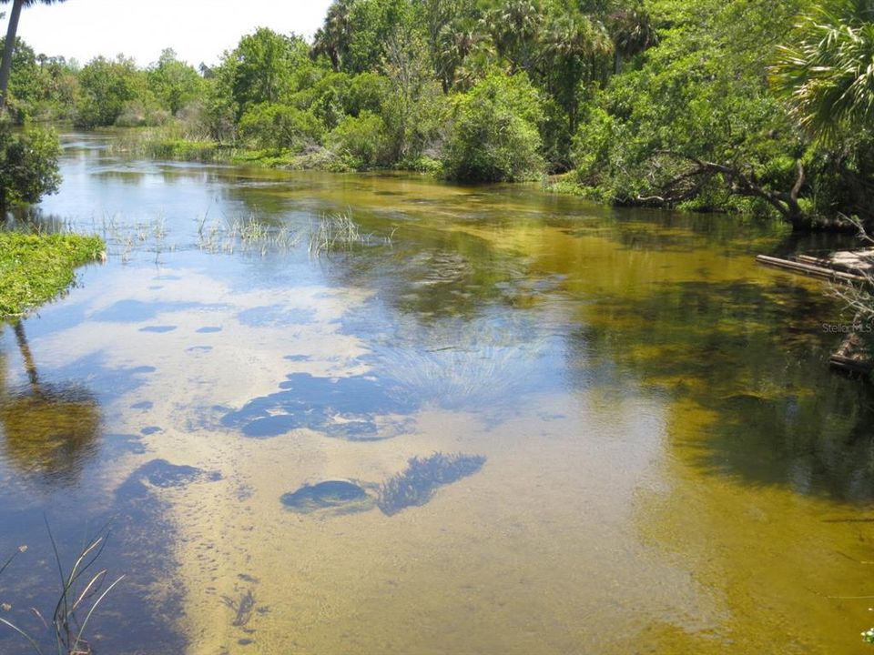 OCALA NATIONAL FOREST ACTIVITY