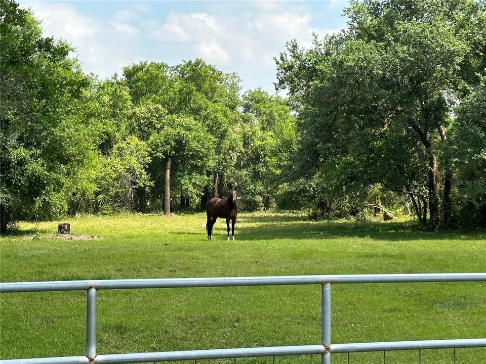 Beautiful Pastures and open Woods.