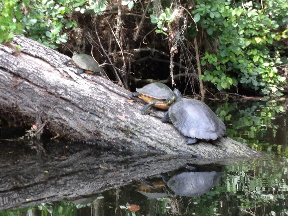 Beautiful Turtles