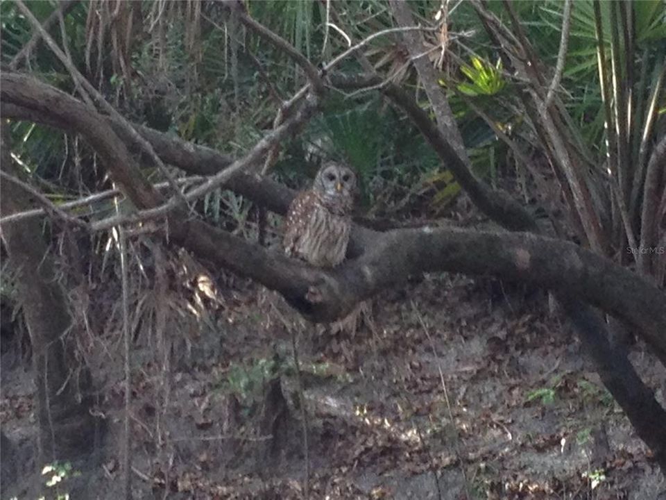 Look at this GORGEOUS BARRED OWL!