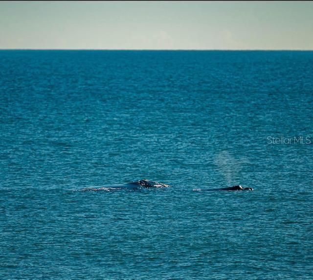 Right Whales Winter Here