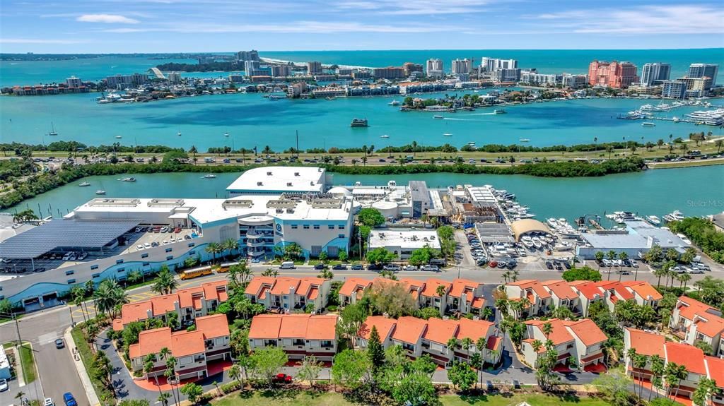 Take a walk to the Clearwater Marine Aquarium from your home.