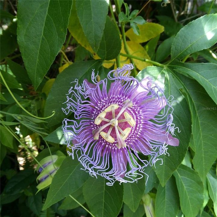 Purple Passion Vines