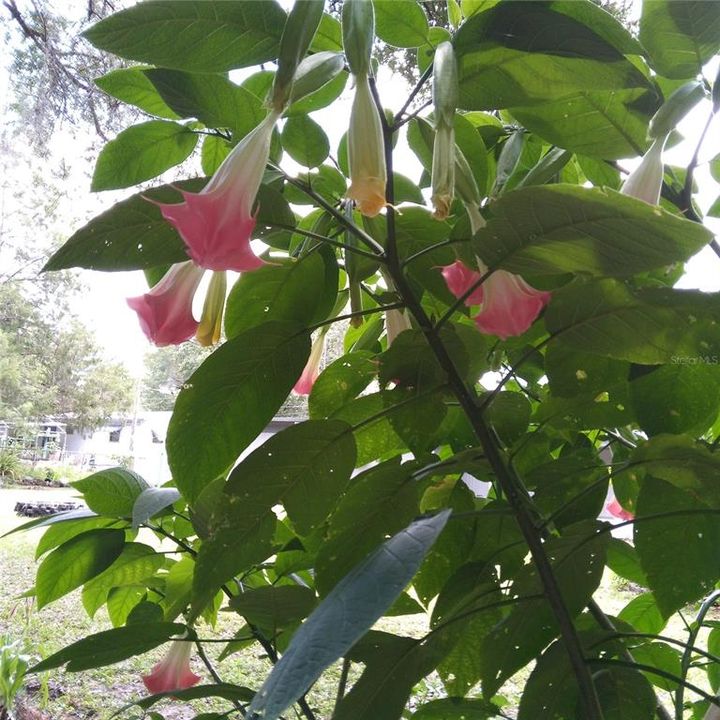 Trumpet Flowers