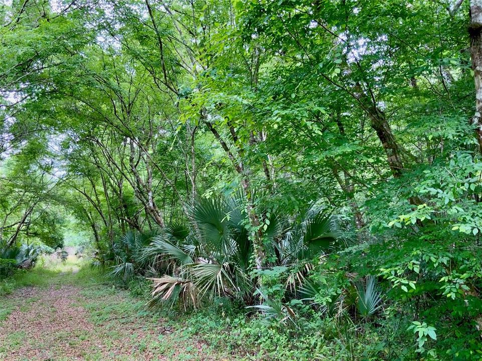 Lush nature abounds