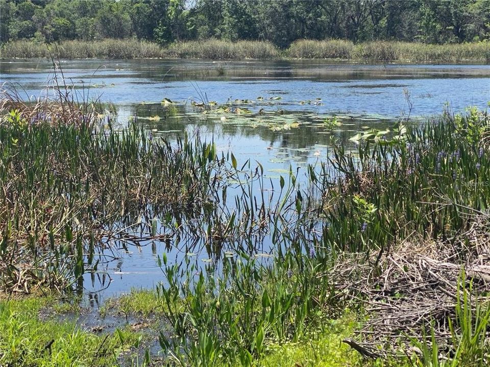 PALATLAKAHA RIVER RUNS THROUGH THE PLANTATION AT LEESBURG