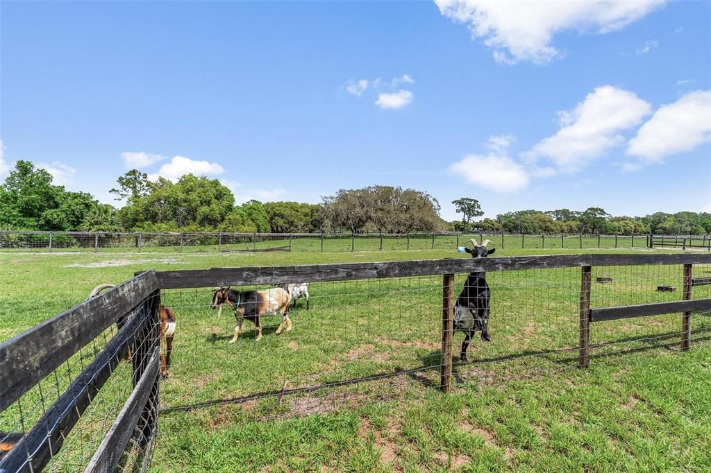 PLENTIFUL PASTURE behind guest qtr