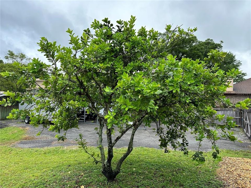 Grapefruit Tree